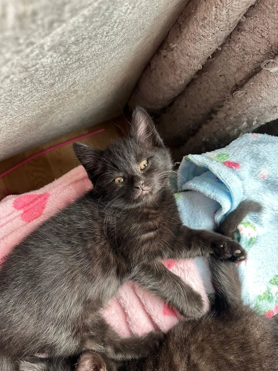 Chocolate British Shorthair Kittens - Image 3