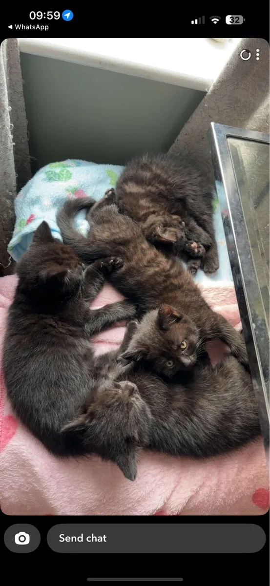 Chocolate British Shorthair Kittens - Image 1