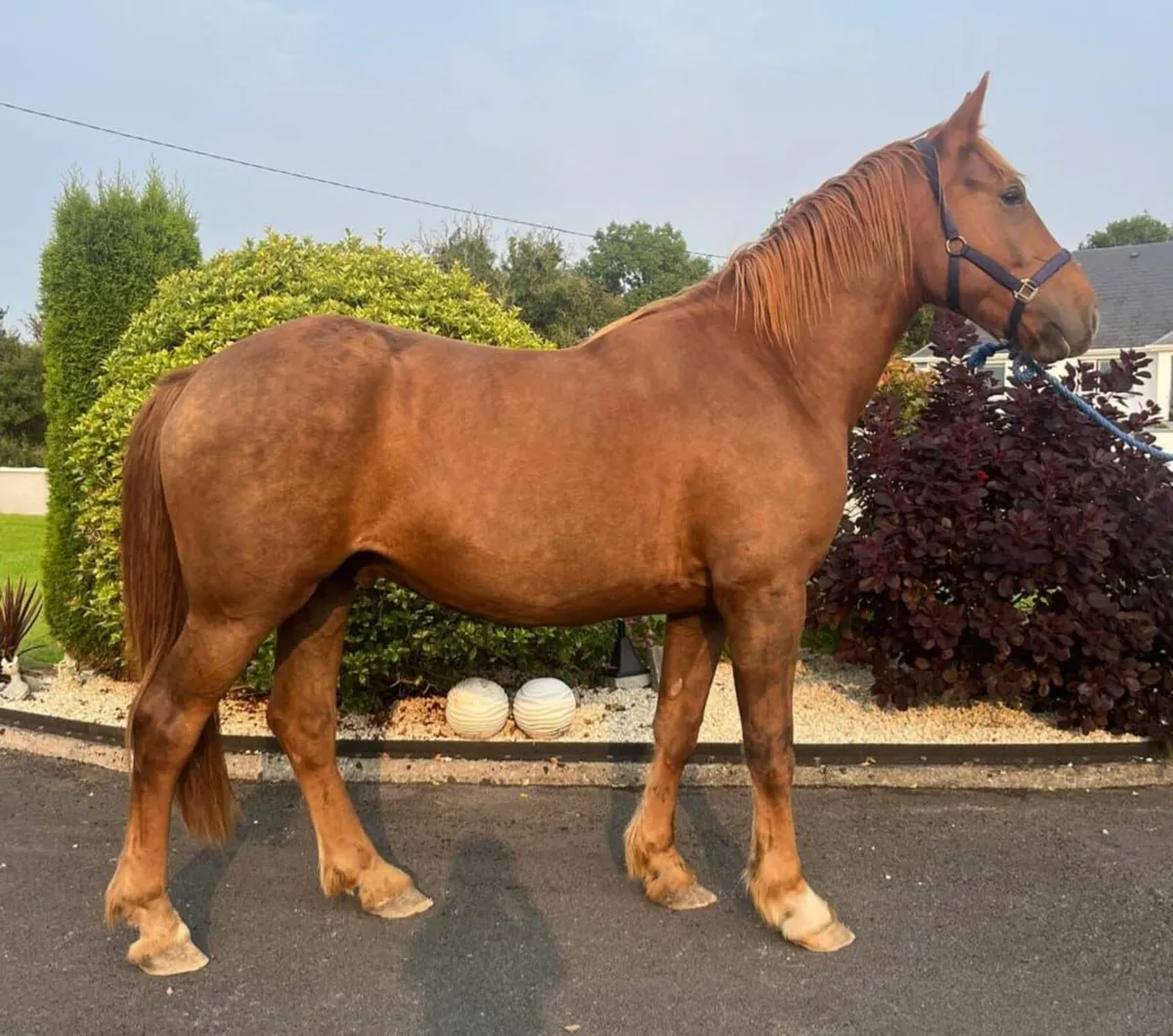 RID GELDING - Image 1