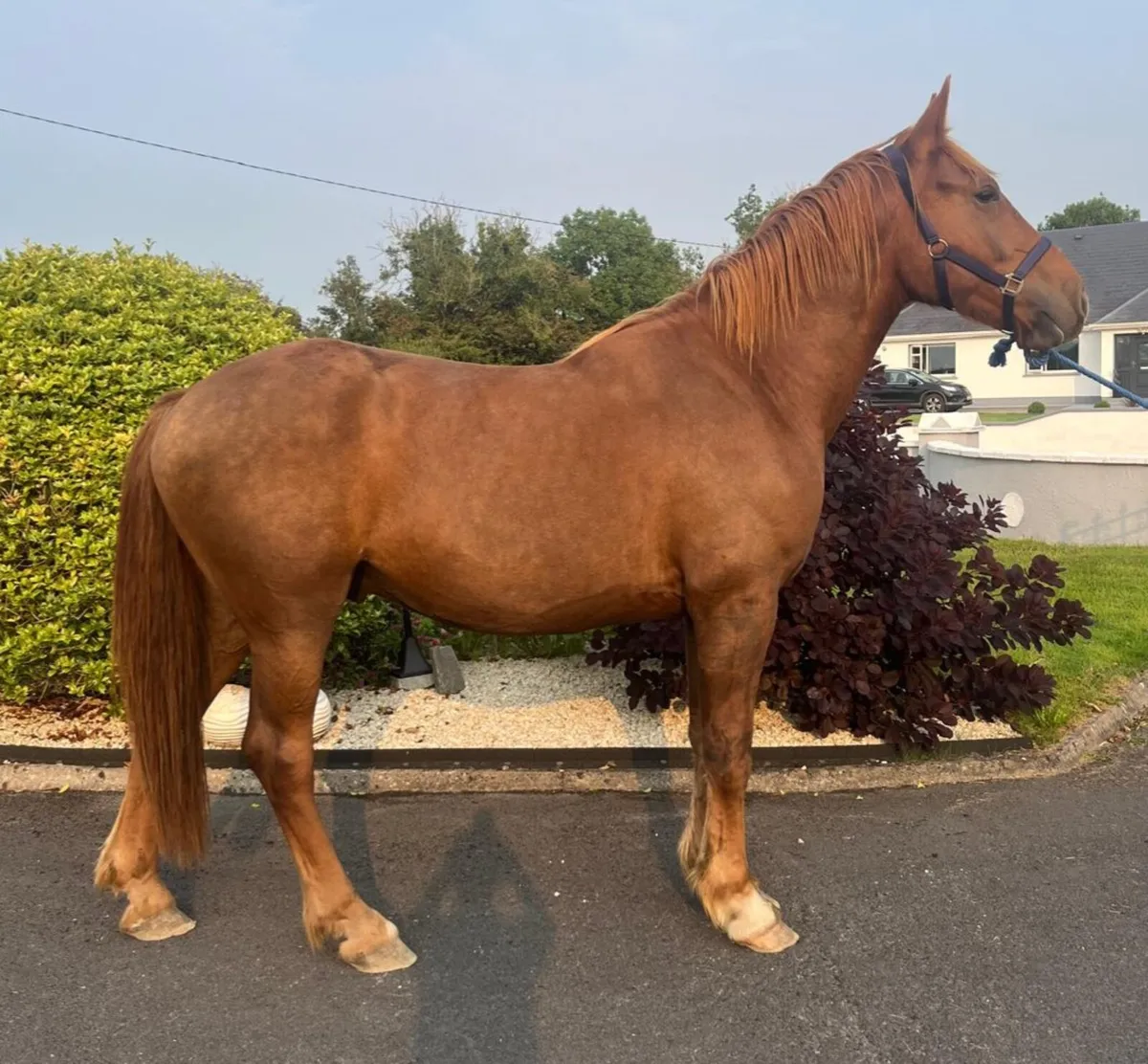 RID GELDING - Image 2