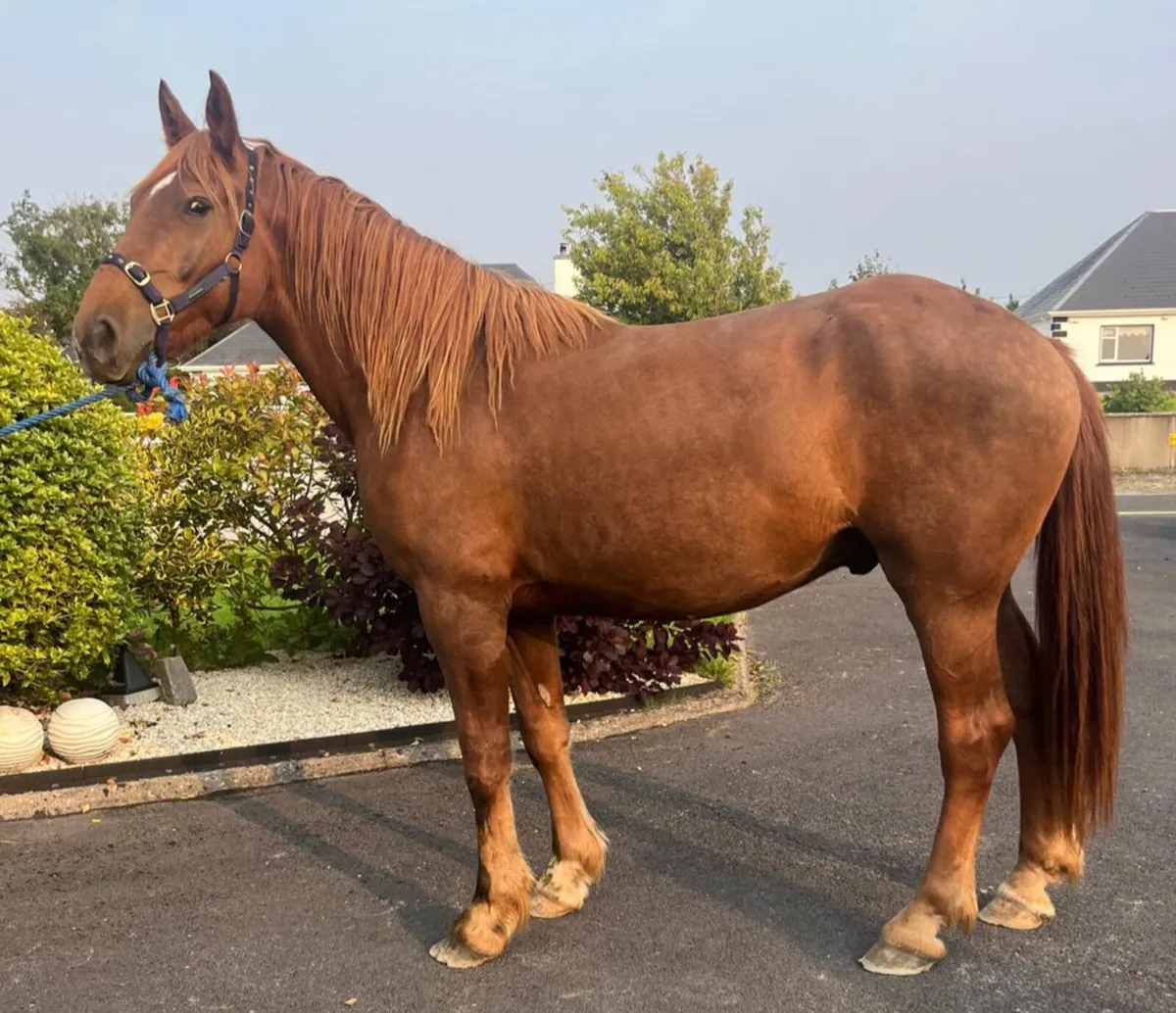 RID GELDING - Image 3