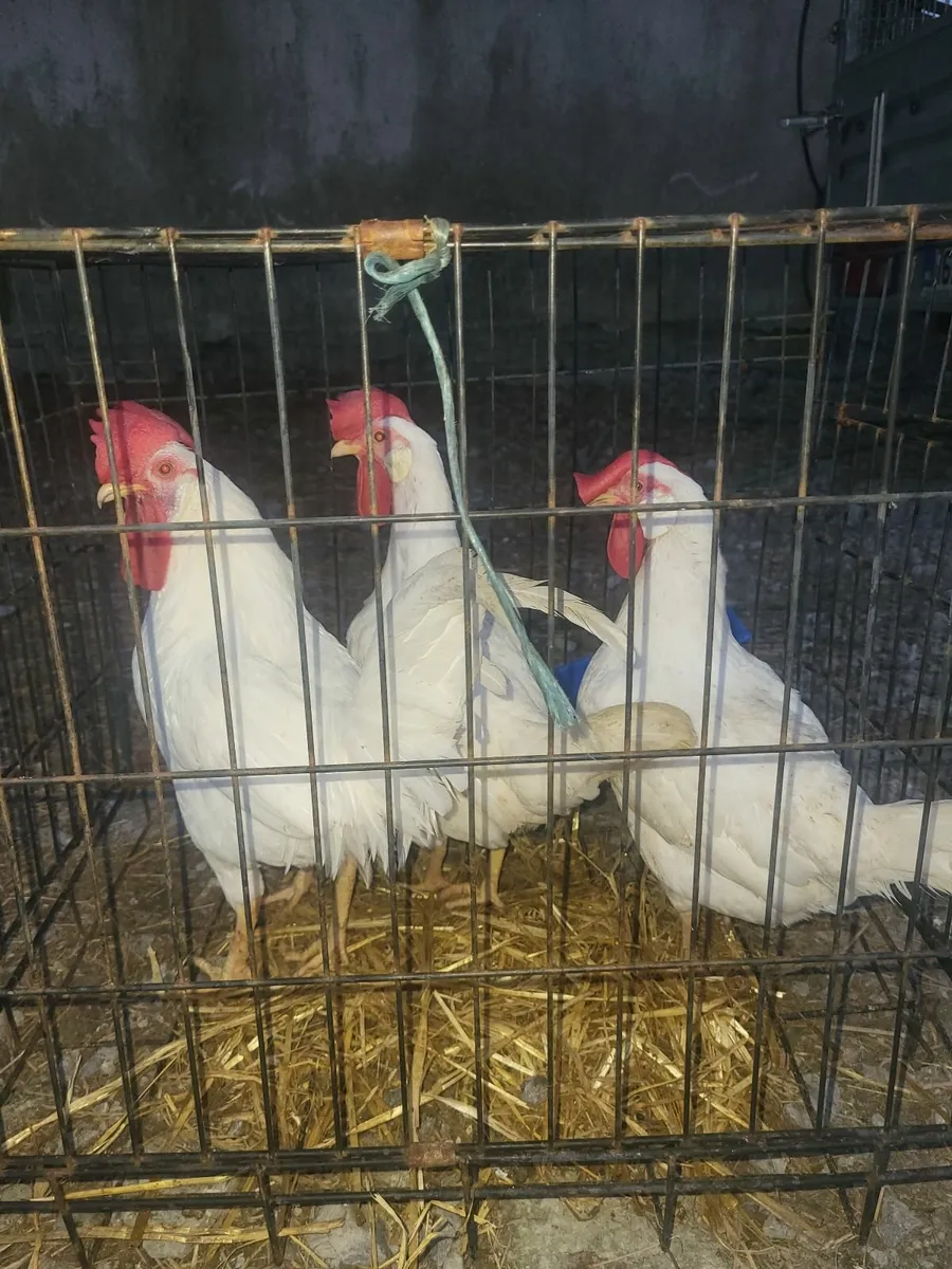 Poultry - Image 1