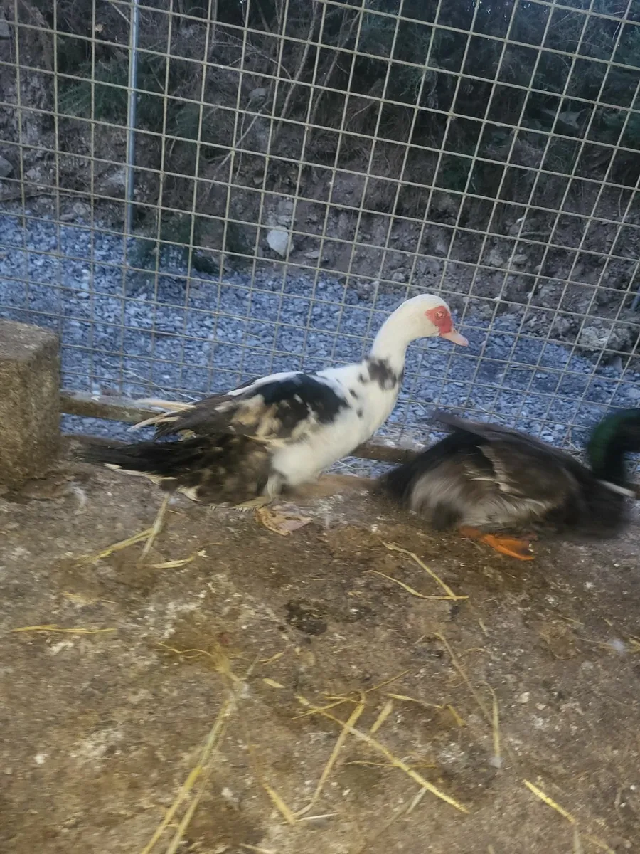 Poultry - Image 2
