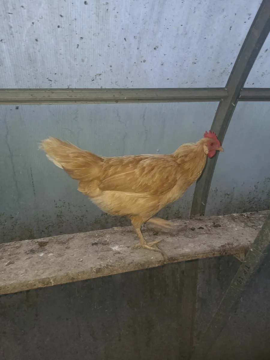 Poultry - Image 3