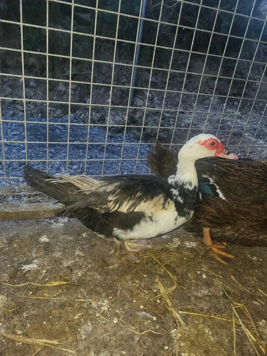 Poultry - Image 4