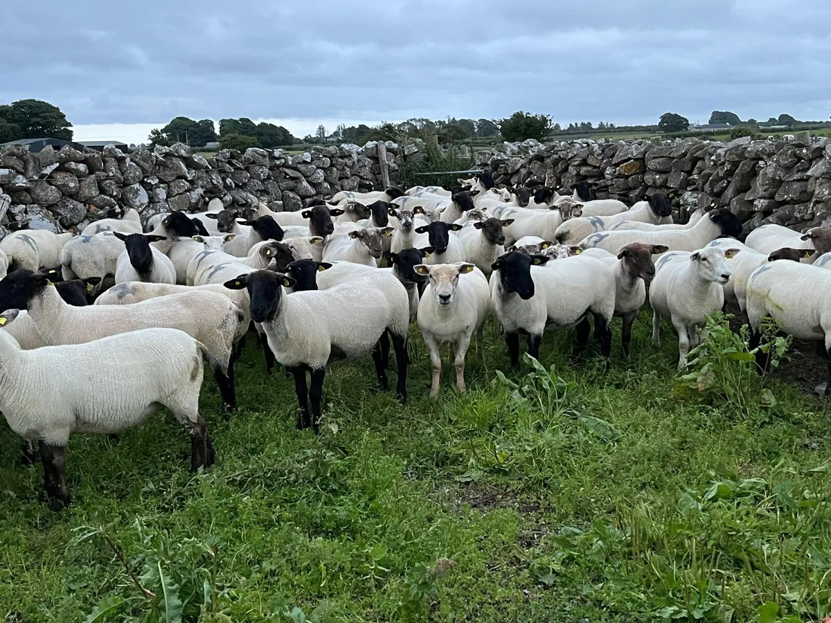 Ewe Hoggets - Image 1