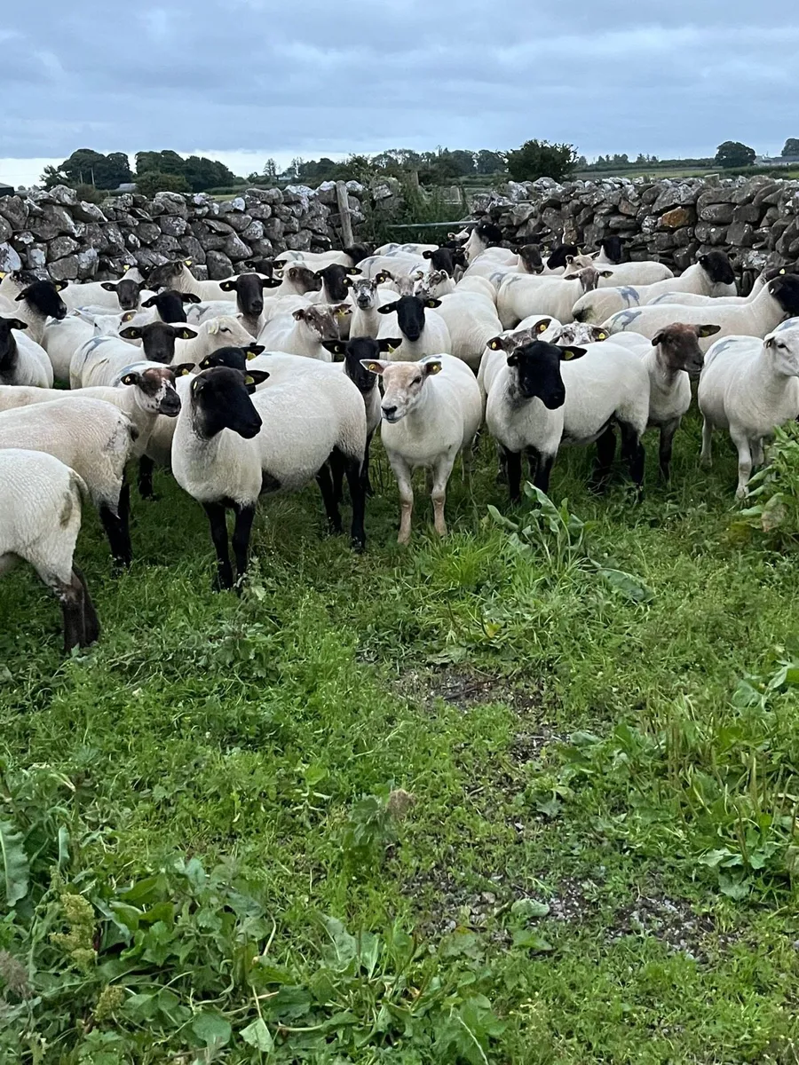Ewe Hoggets - Image 2
