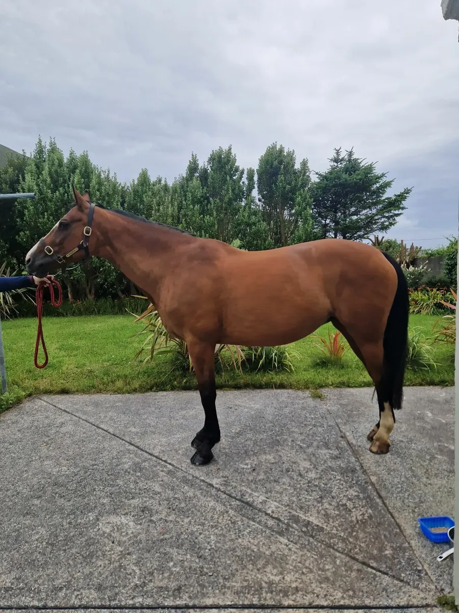 Very quiet mare - Image 4
