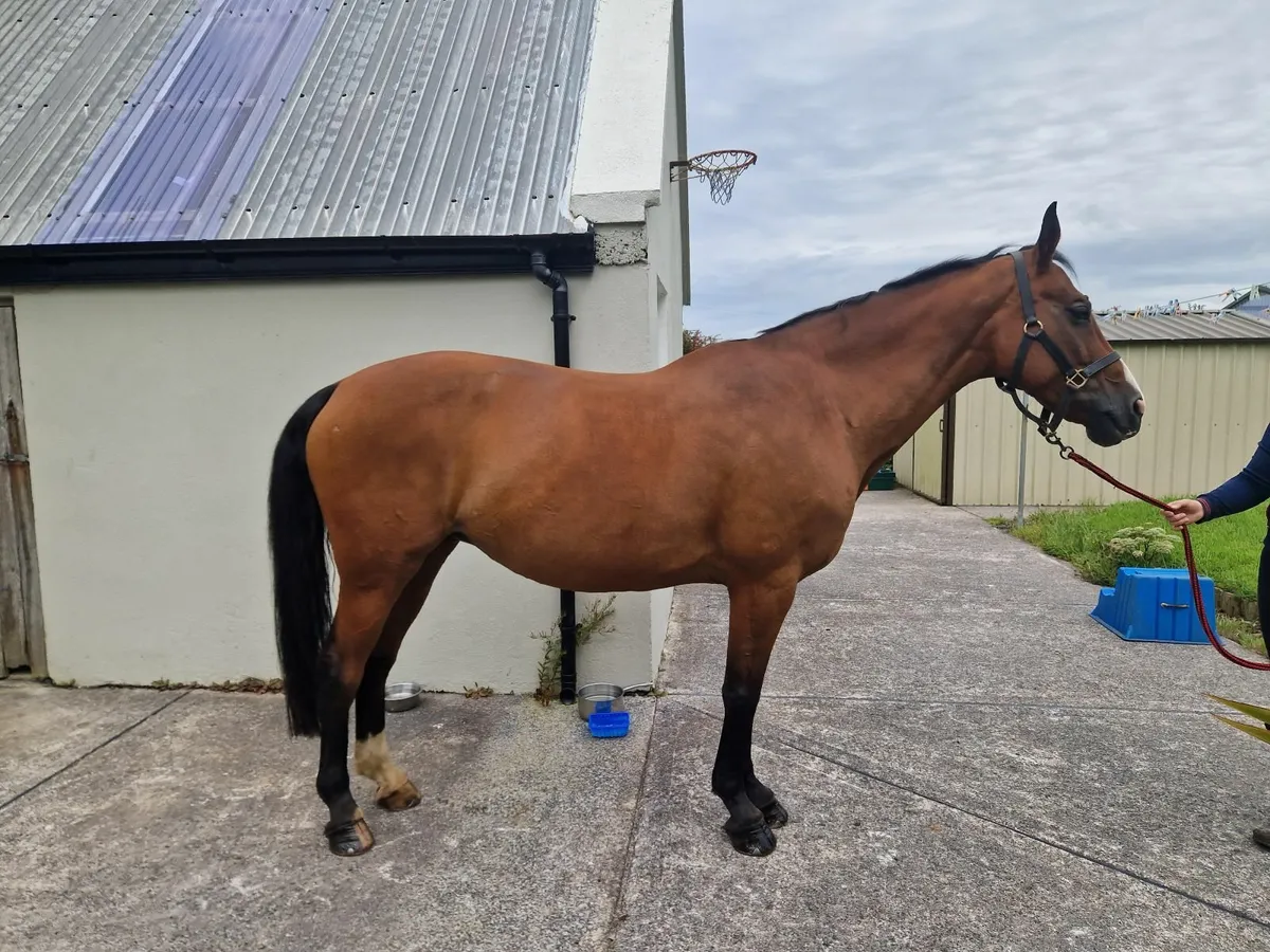 Very quiet mare - Image 3
