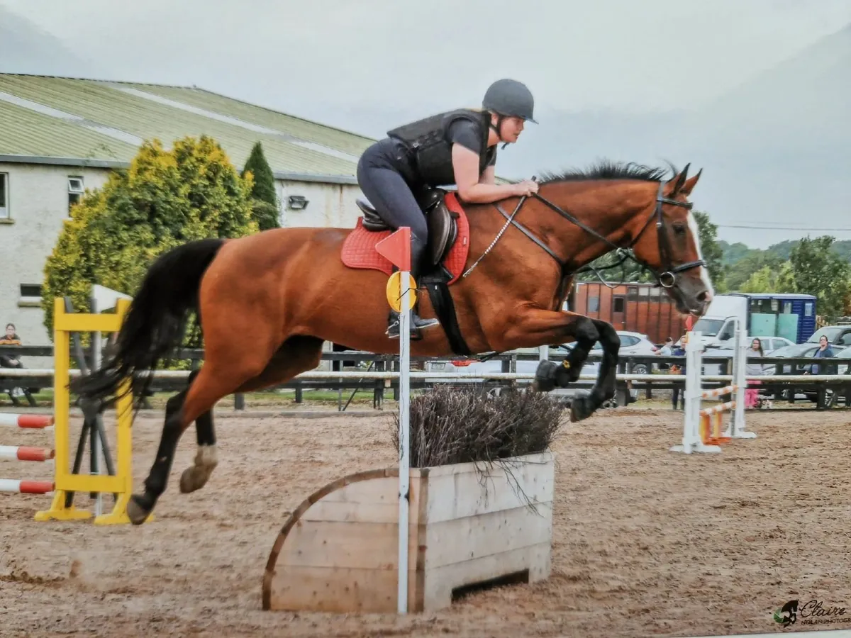 Very quiet mare - Image 1