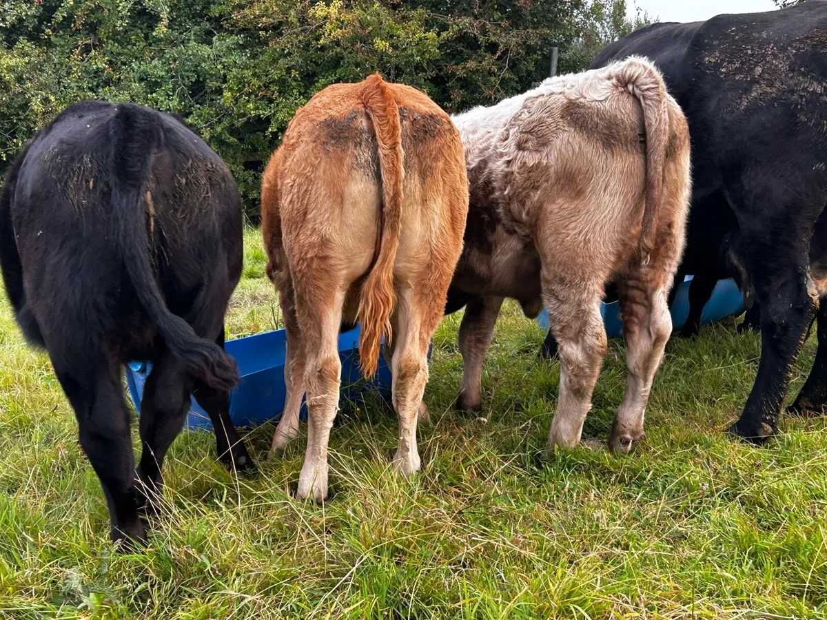 Three Super Heifer Weanlings - Image 1