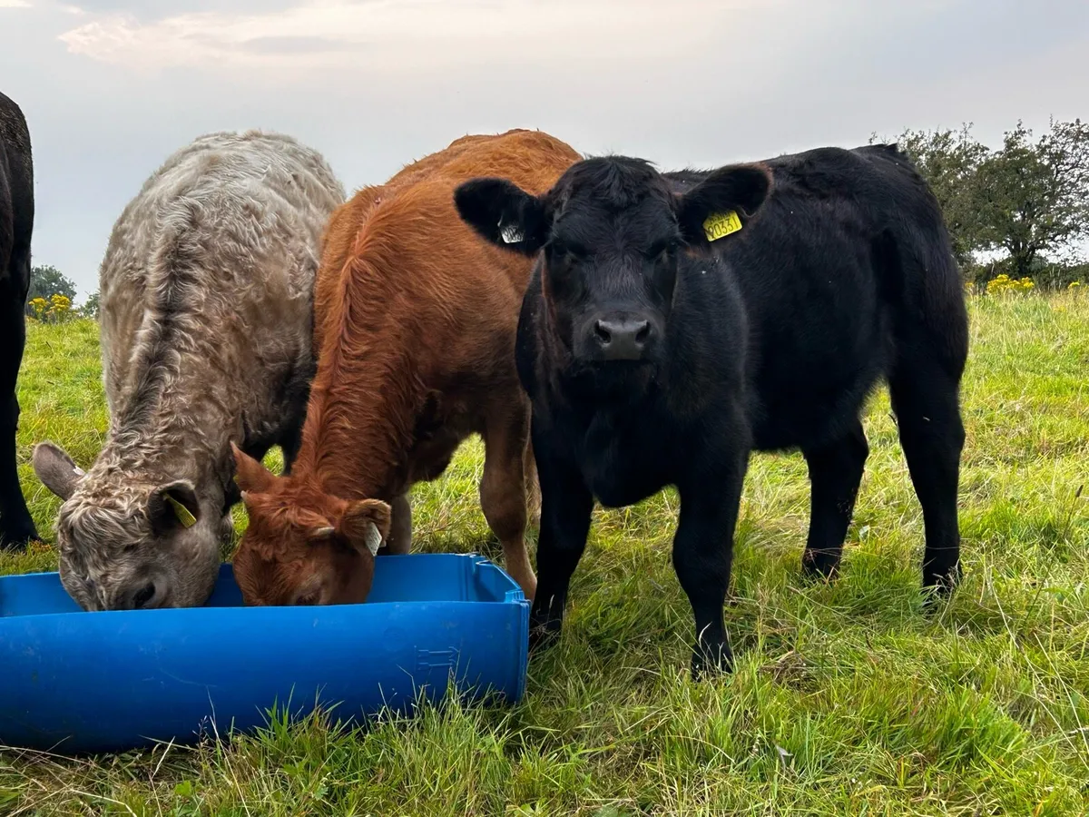 Three Super Heifer Weanlings - Image 3