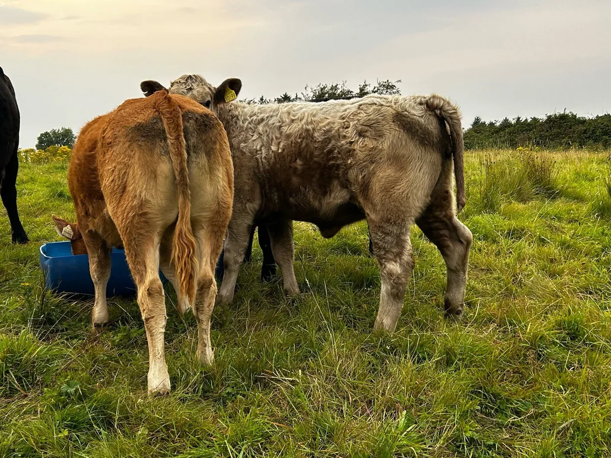 Three Super Heifer Weanlings - Image 4