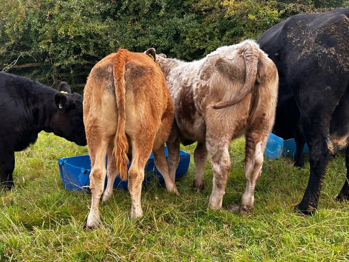 Three Super Heifer Weanlings - Image 2