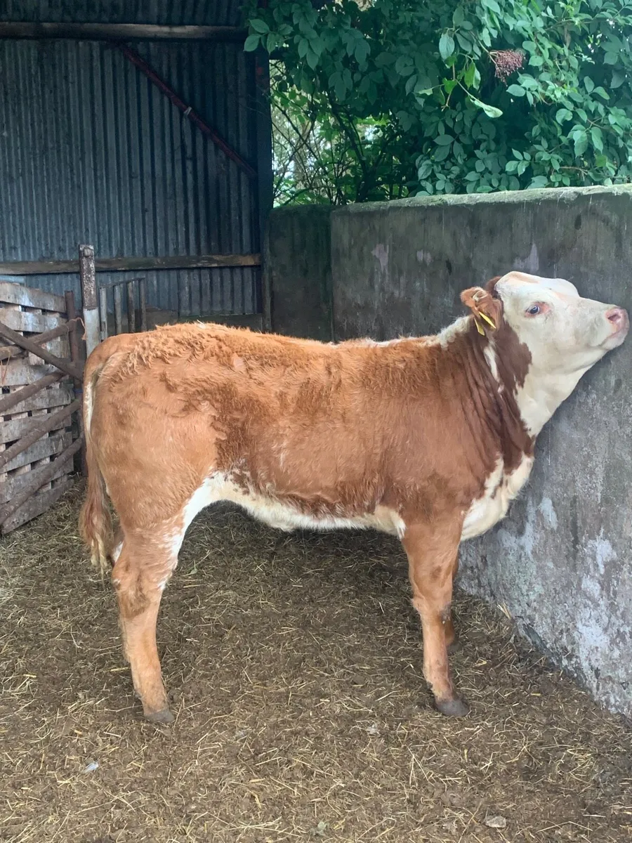 Super Roan LMX Breeding heifer for sale - Image 4