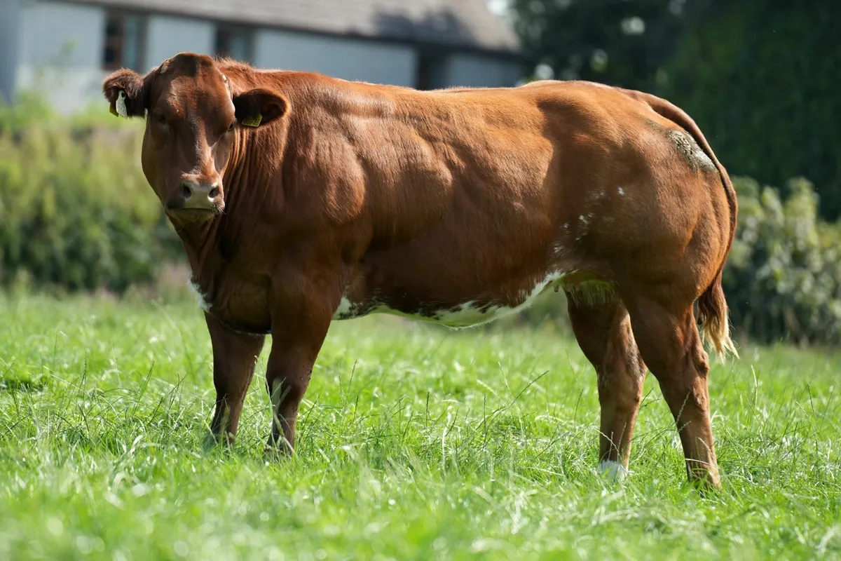 🔥 23 Incalf Heifers - Tullamore Mart 1st Sept 🔥 - Image 1