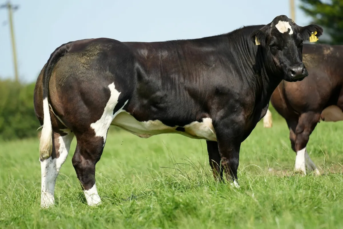 🔥 23 Incalf Heifers - Tullamore Mart 1st Sept 🔥 - Image 3