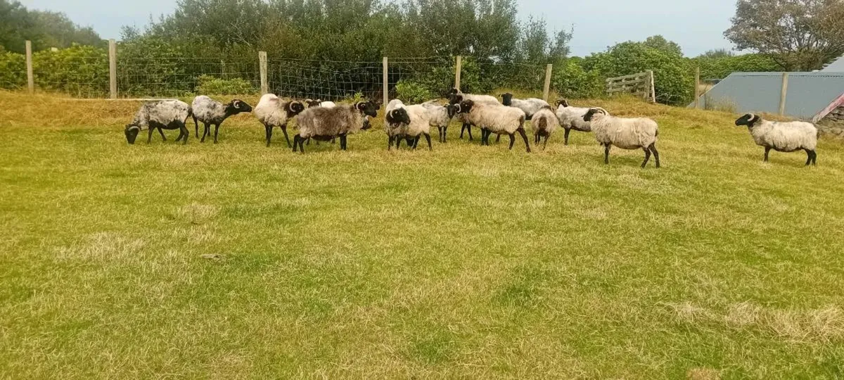 Mayo mountain ewes - Image 1