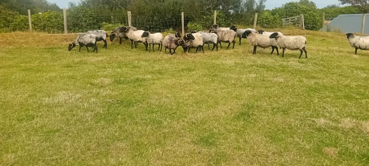 Mayo mountain ewes - Image 2