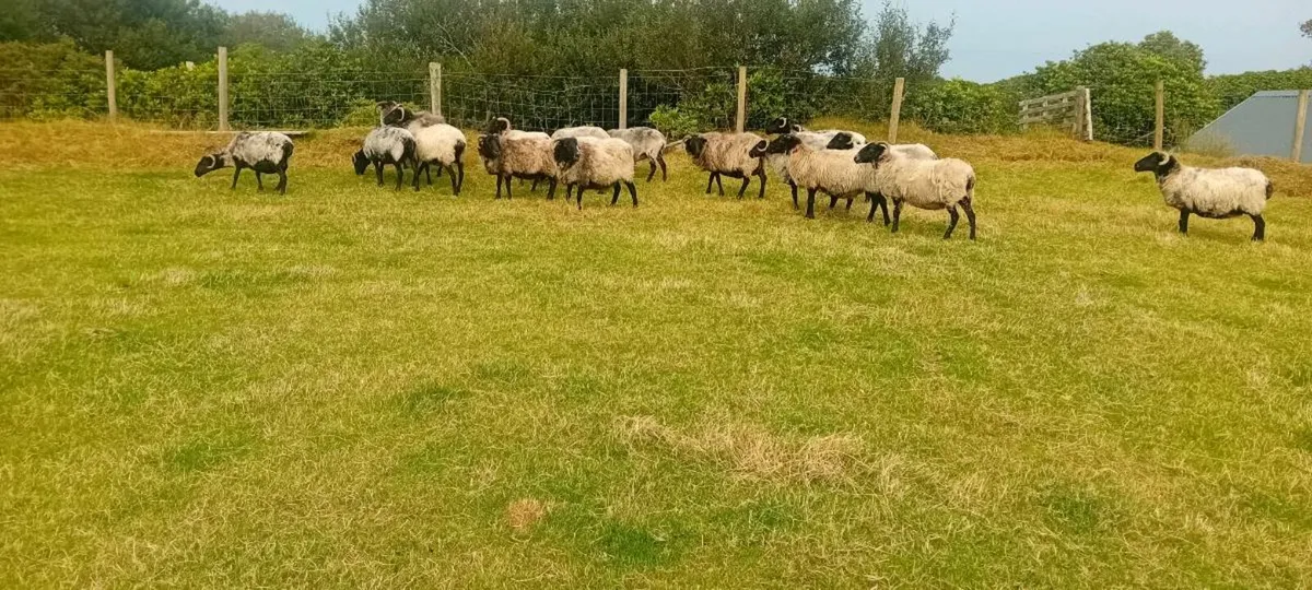 Mayo mountain ewes - Image 3