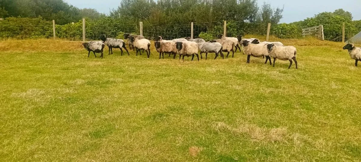 Mayo mountain ewes - Image 4