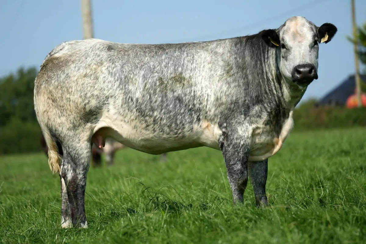 🔥 23 Incalf Heifers - Tullamore Mart 1st Sept 🔥 - Image 4