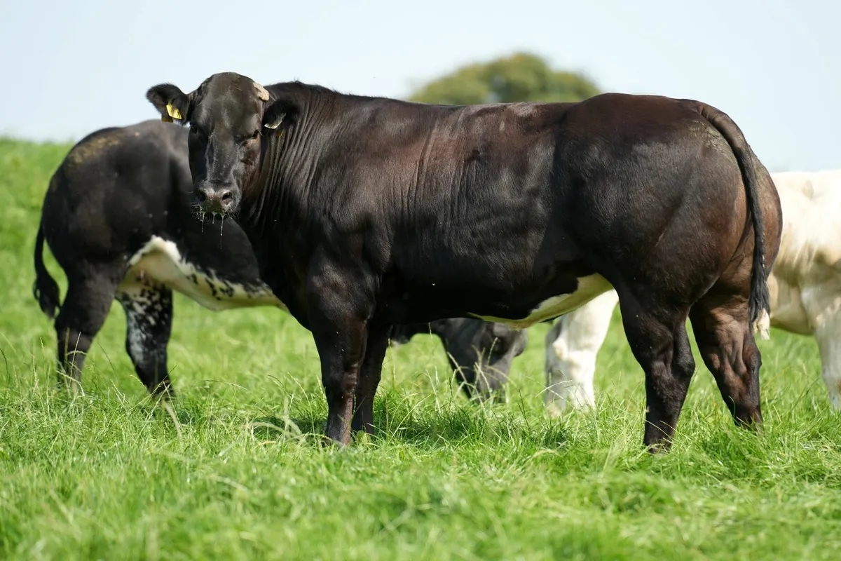 🔥 23 Incalf Heifers - Tullamore Mart 1st Sept 🔥 - Image 2