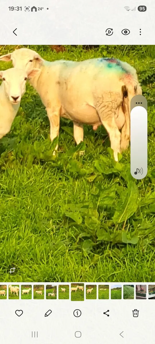 Easycare purebred organic ram lambs - Image 2