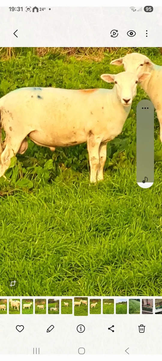 Easycare purebred organic ram lambs - Image 3