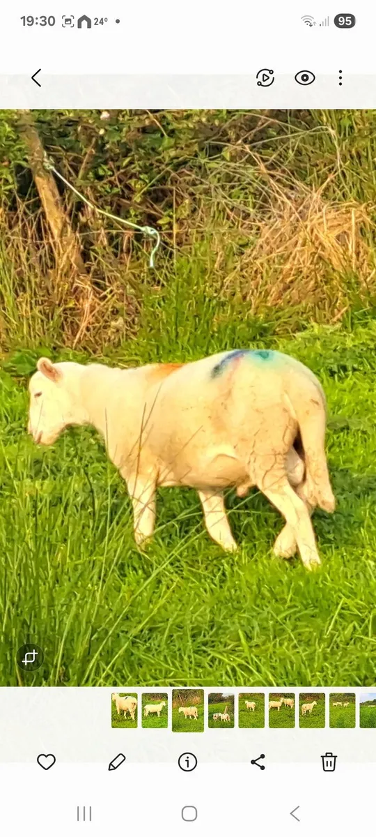 Easycare purebred organic ram lambs - Image 4