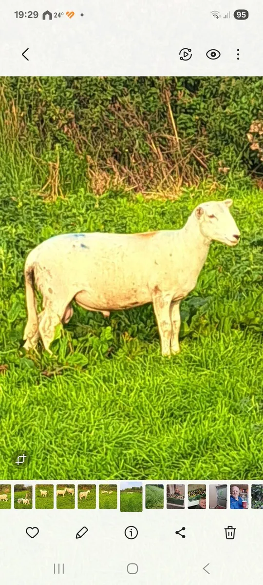 Easycare purebred organic ram lambs - Image 1