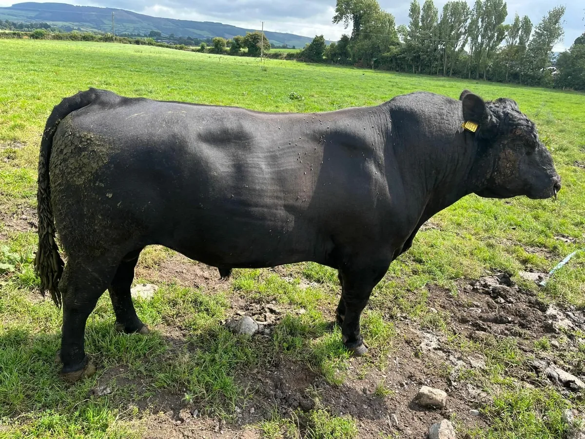 Bulls - Image 2