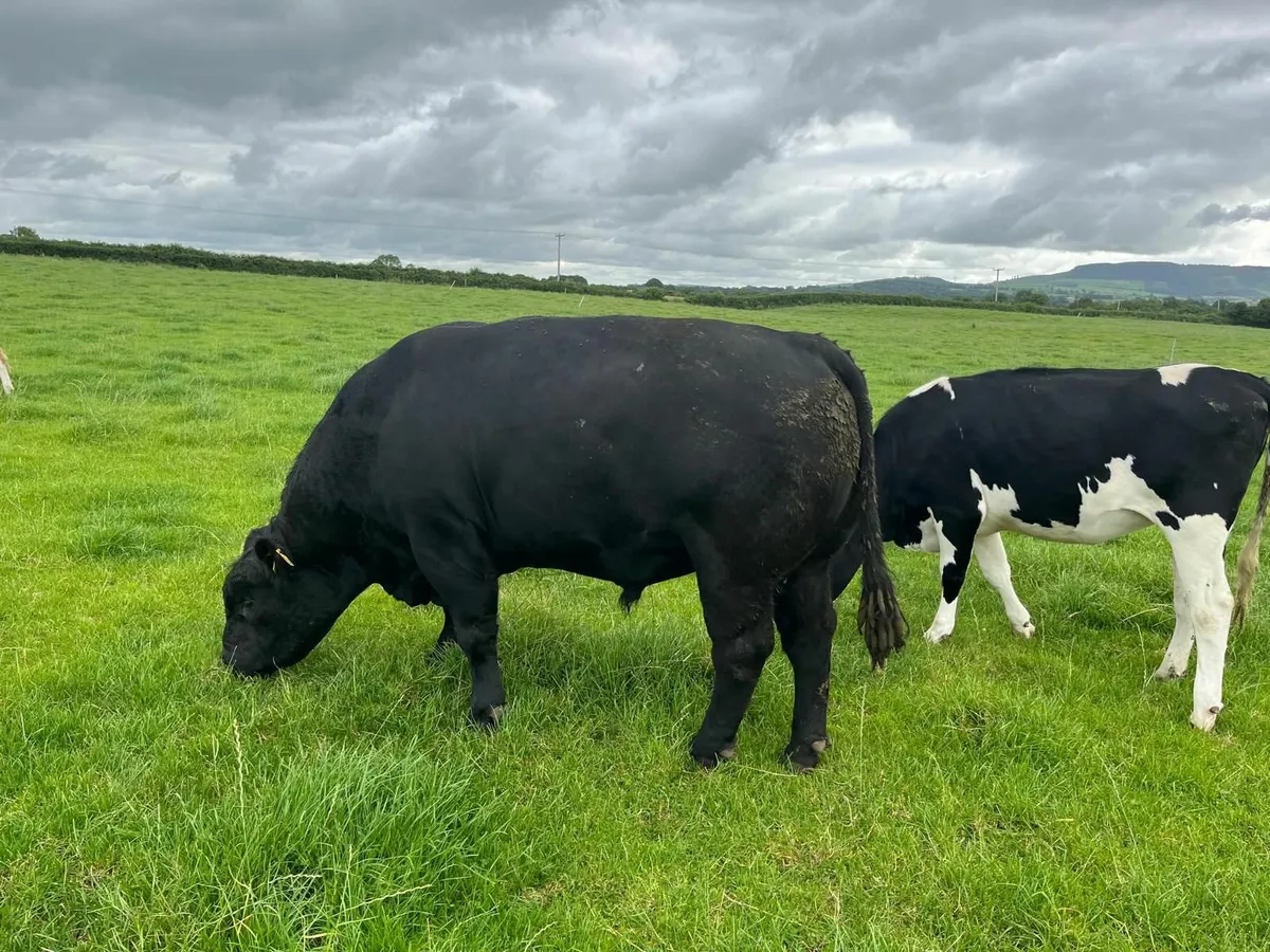 Bulls - Image 4