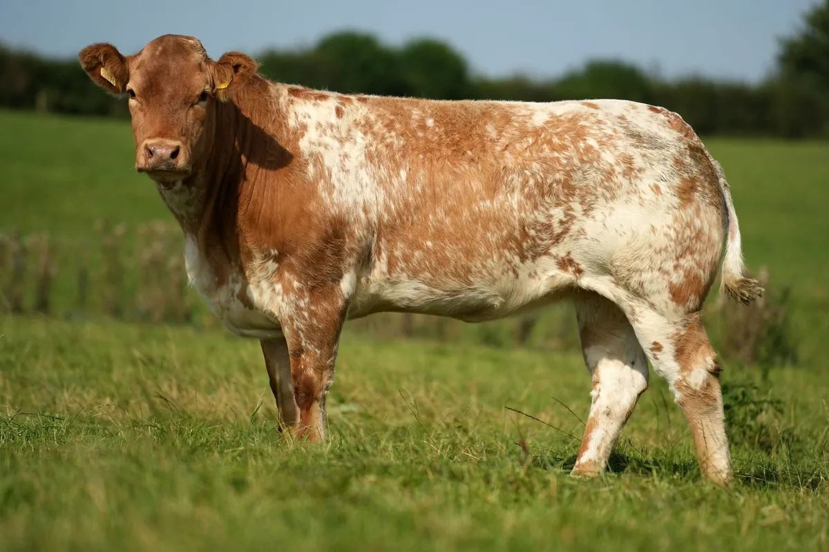 🔥 1 Day to Go 🔥 Incalf Heifers Tullamore Mart - Image 4