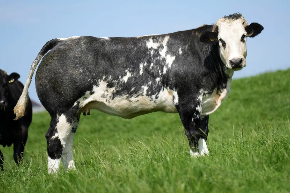 🔥 23 Incalf Heifers - Tullamore Mart 1st Sept 🔥 - Image 1