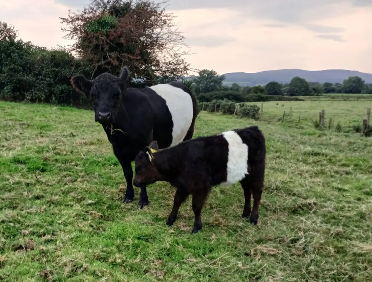 Galloway cows & calves & bullocks - Image 1