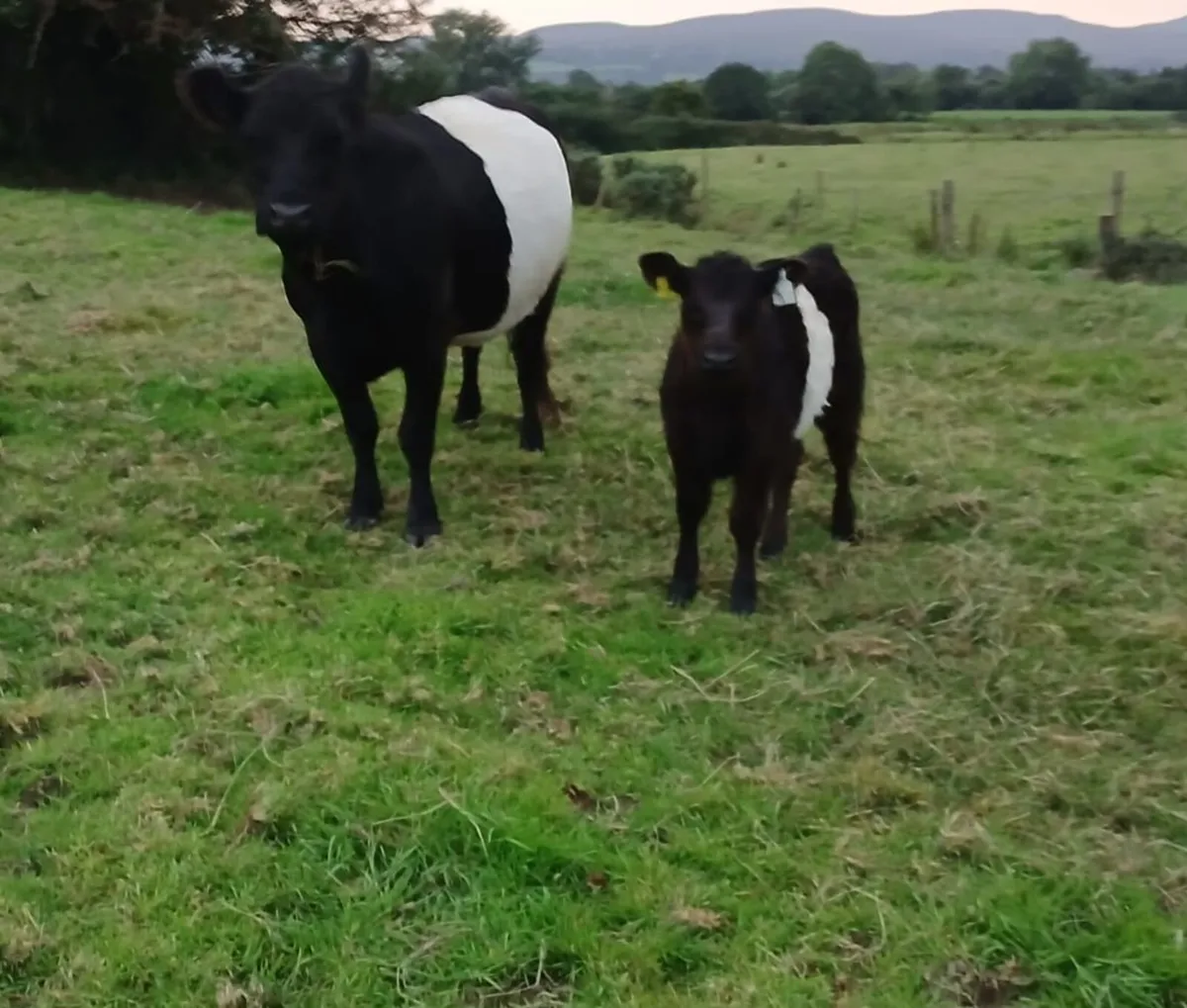 Galloway cows & calves & bullocks - Image 3