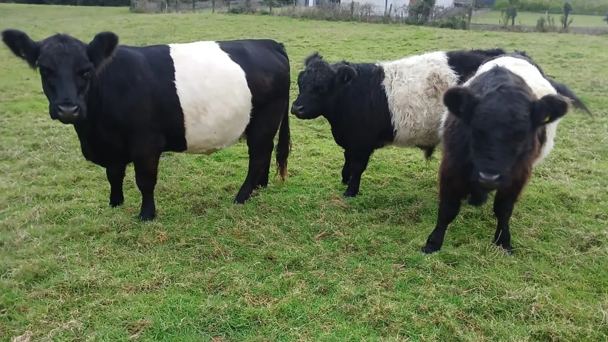 Galloway cows & calves & bullocks - Image 4