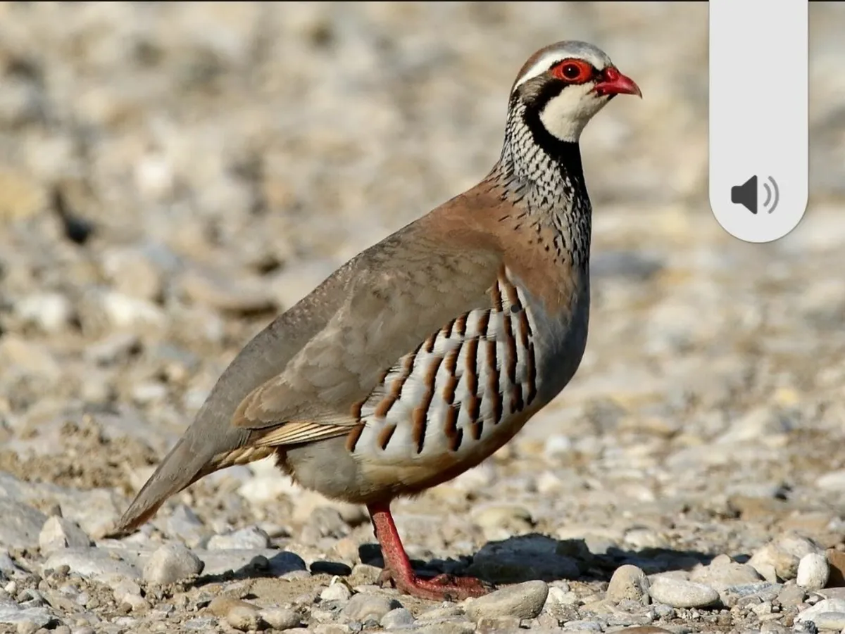 Partridge