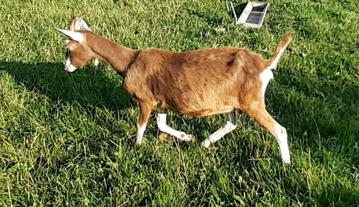 Goats - Image 2
