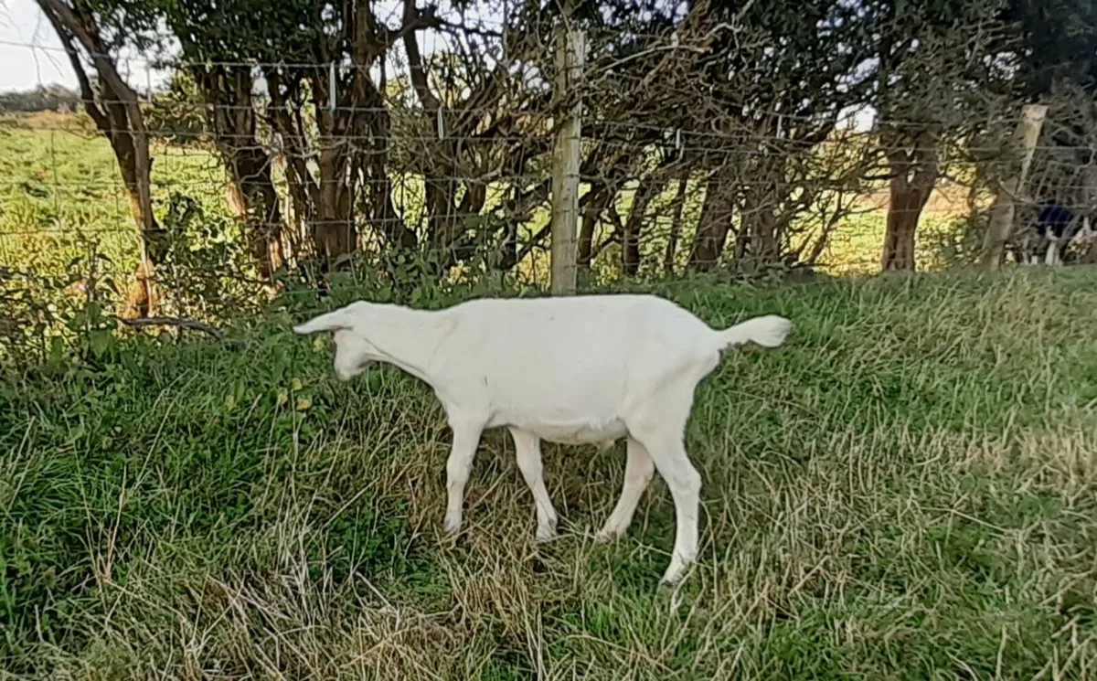 Goats - Image 3