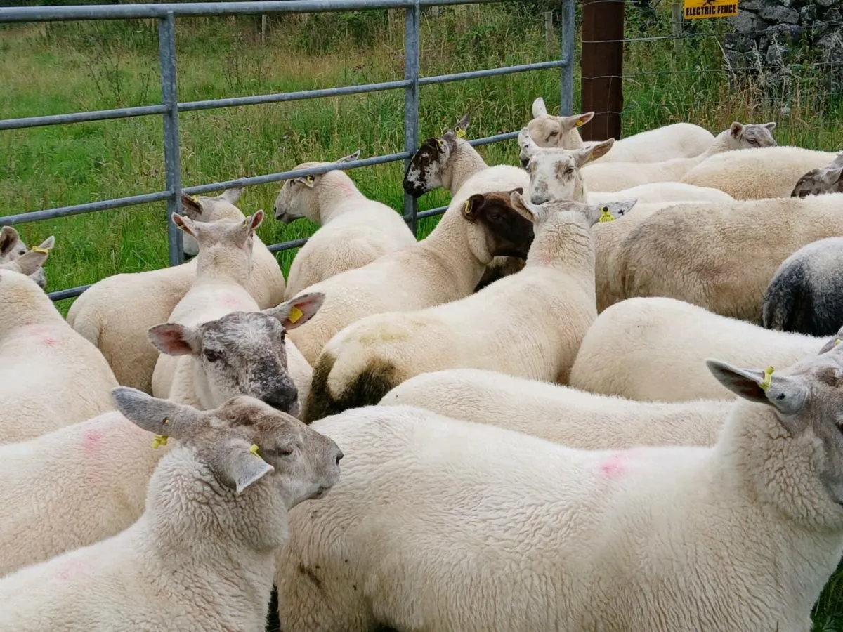 Hoggetts - Image 2