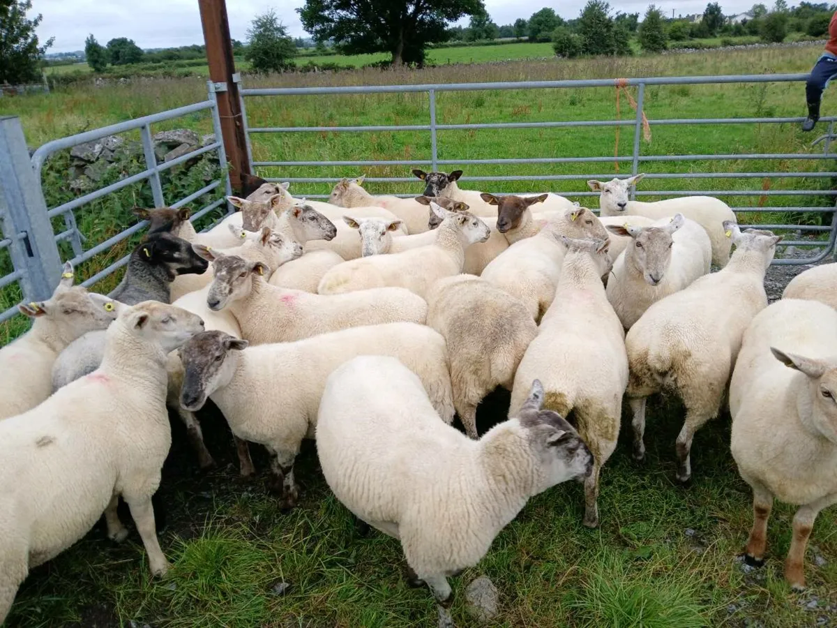 Hoggetts - Image 4