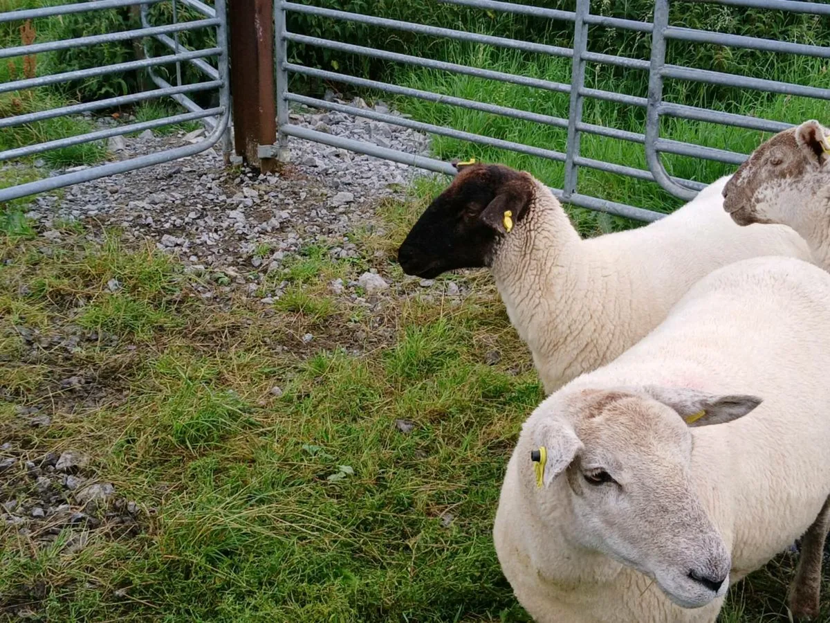 Hoggets - Image 4