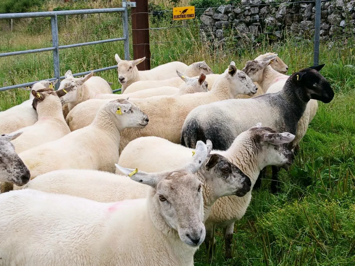 Hoggetts - Image 1