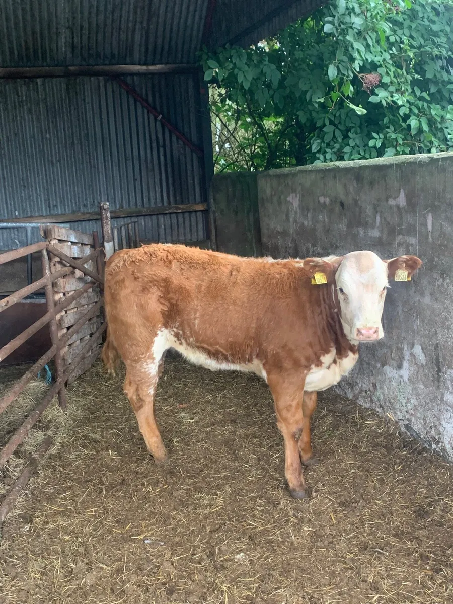 Super Roan LMX Breeding heifer for sale - Image 2