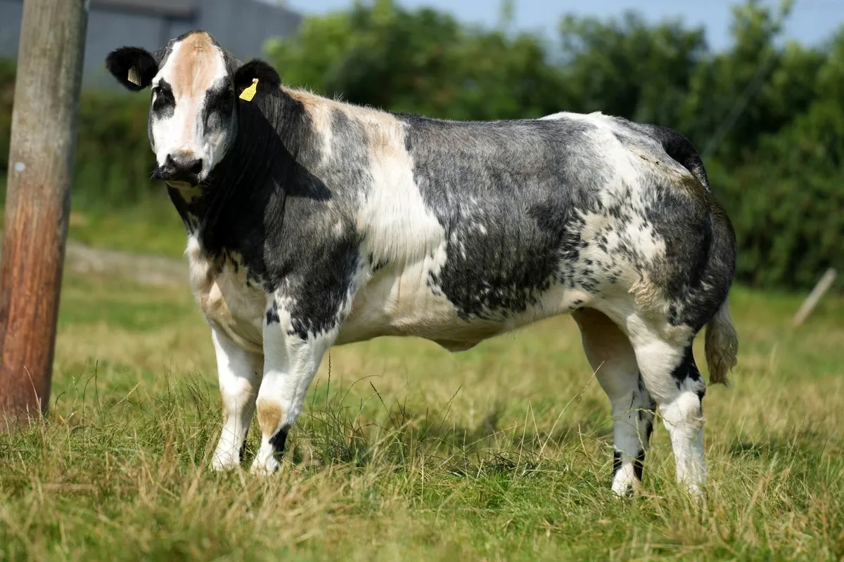 ✨ 13 Outstanding Heifers for Elphin Mart ✨ - Image 1
