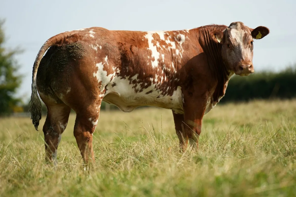 ✨ 13 Outstanding Heifers for Elphin Mart ✨ - Image 2