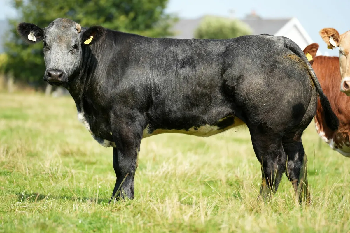 ✨ 13 Outstanding Heifers for Elphin Mart ✨ - Image 3