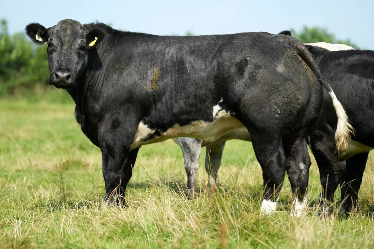 ✨ 13 Outstanding Heifers for Elphin Mart ✨ - Image 4